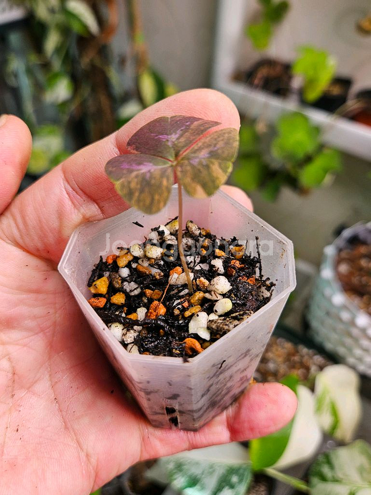 옥살리스 사랑초 바리에가타--3