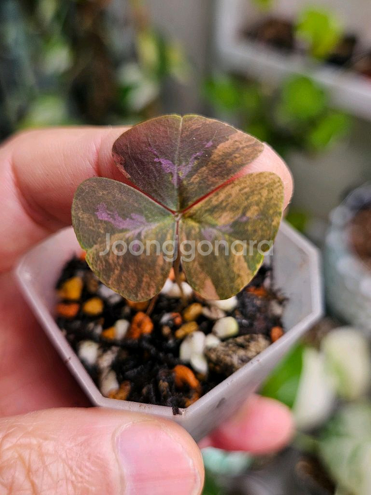 옥살리스 사랑초 바리에가타--2