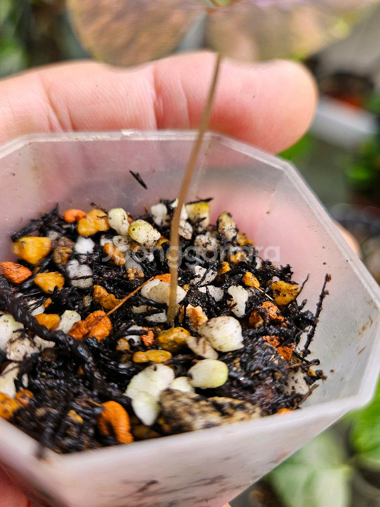 옥살리스 사랑초 바리에가타--4