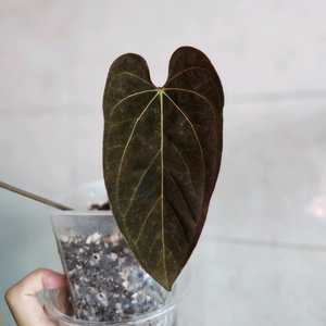 안스리움 파필RA6 x 도리토스