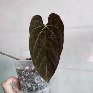 안스리움 파필RA6 x 도리토스