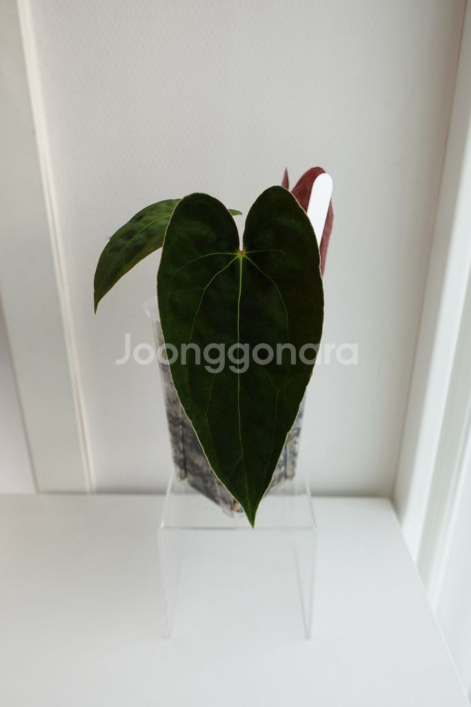 안스리움 게이터스킨 x 데드보드 바텀--0