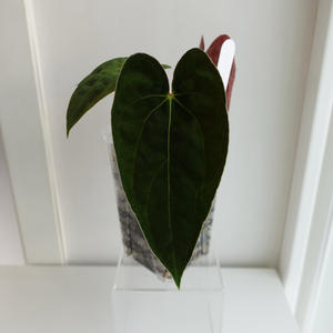 안스리움 게이터스킨 x 데드보드 바텀