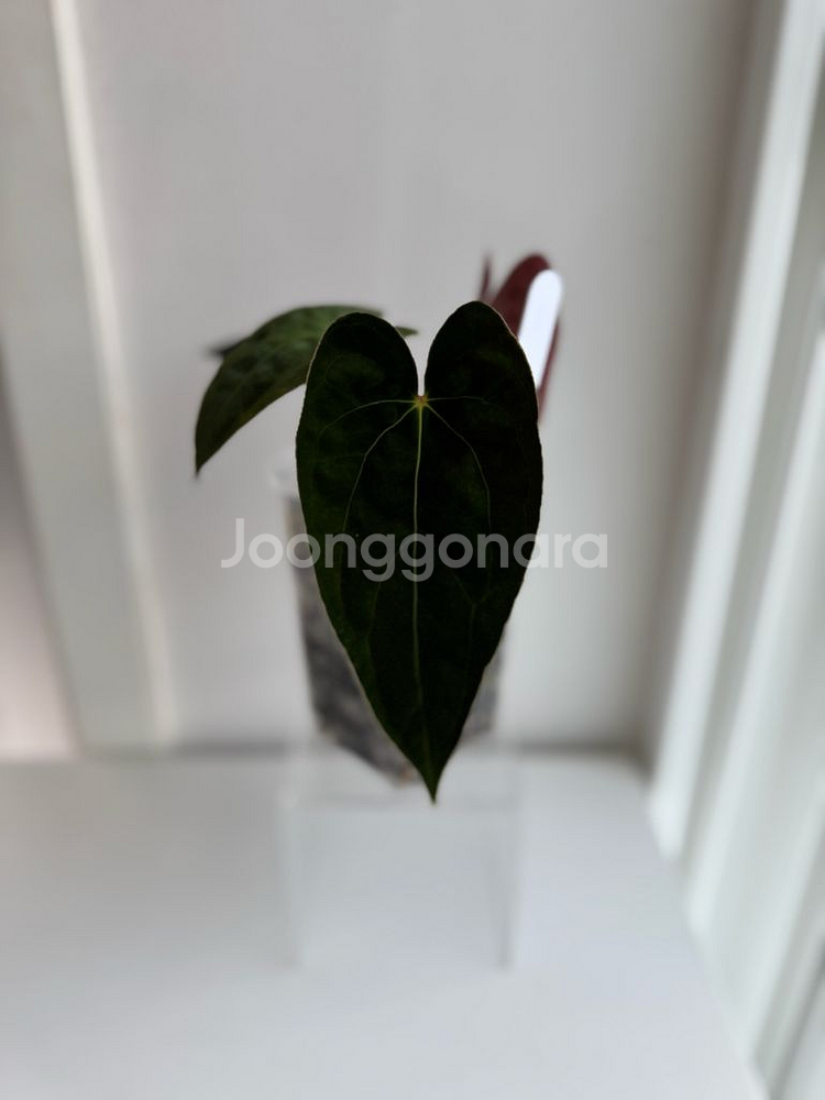 안스리움 게이터스킨 x 데드보드 바텀--1