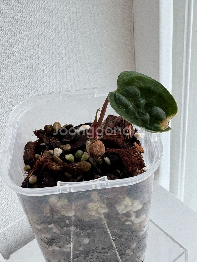 안스리움 게이터스킨 x 데드보드 바텀--4