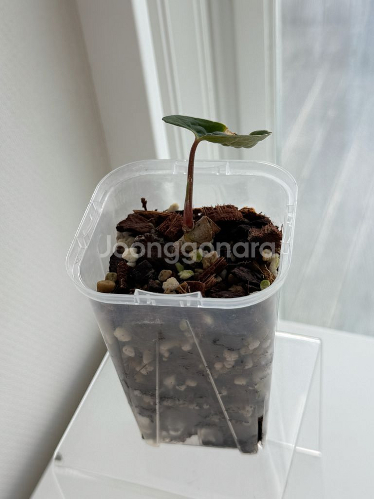 안스리움 게이터스킨 x 데드보드 바텀--5