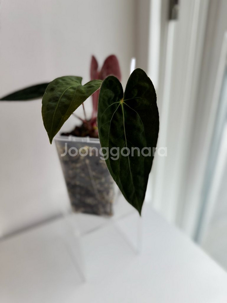 안스리움 게이터스킨 x 데드보드 바텀--2