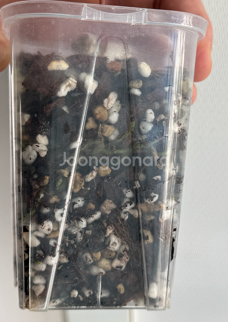 안스리움 게이터스킨 x 데드보드 바텀--7