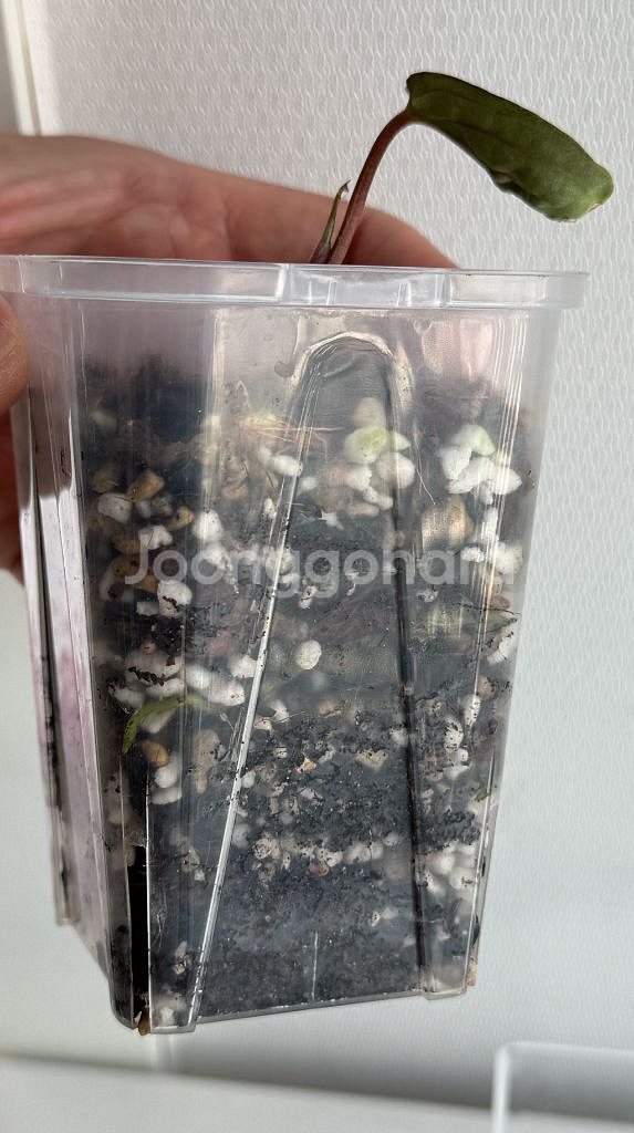 안스리움 게이터스킨 x 데드보드 바텀--6