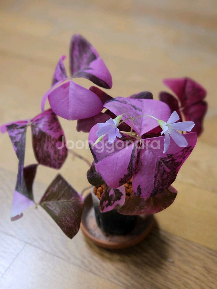 옥살리스 사랑초 바리에가타--0