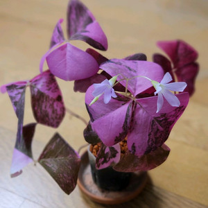 옥살리스 사랑초 바리에가타