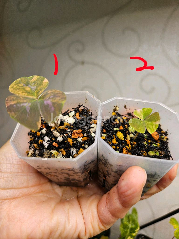 옥살리스 사랑초 바리에가타--1