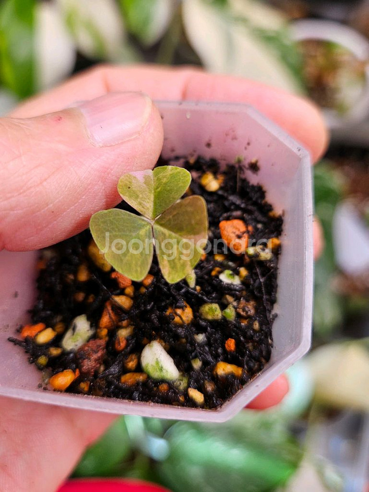 옥살리스 사랑초 바리에가타--3