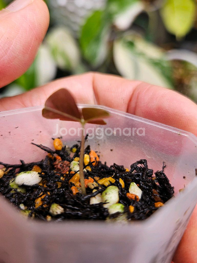 옥살리스 사랑초 바리에가타--4