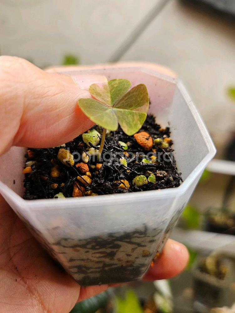 옥살리스 사랑초 바리에가타--2