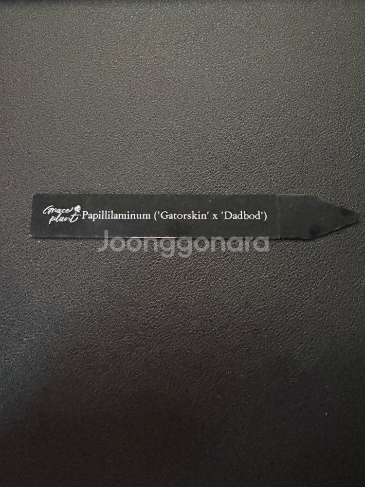 안스리움 게이터스킨 x 데드보드 바텀--9