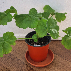 루비아담의별 제라늄