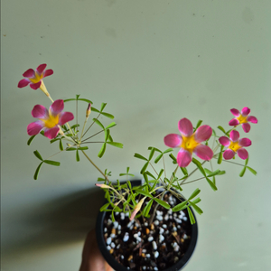 사랑초 캔디박스 석류