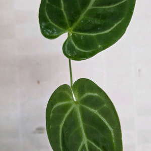 안스리움 하이브리드묘