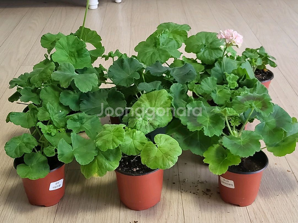 제라늄 개별분양--0