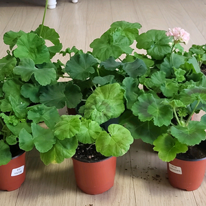 제라늄 개별분양