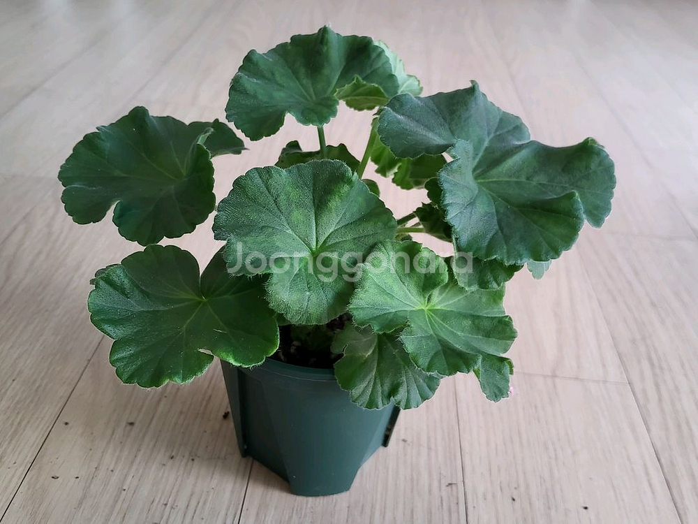 제라늄 개별분양--2