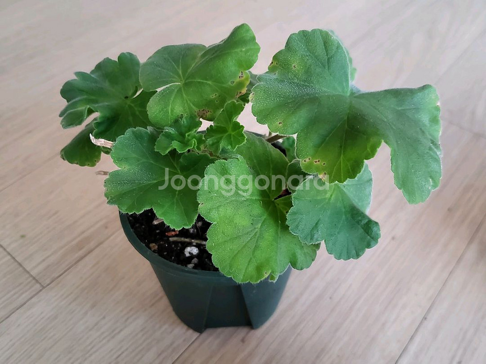 제라늄 개별분양--3