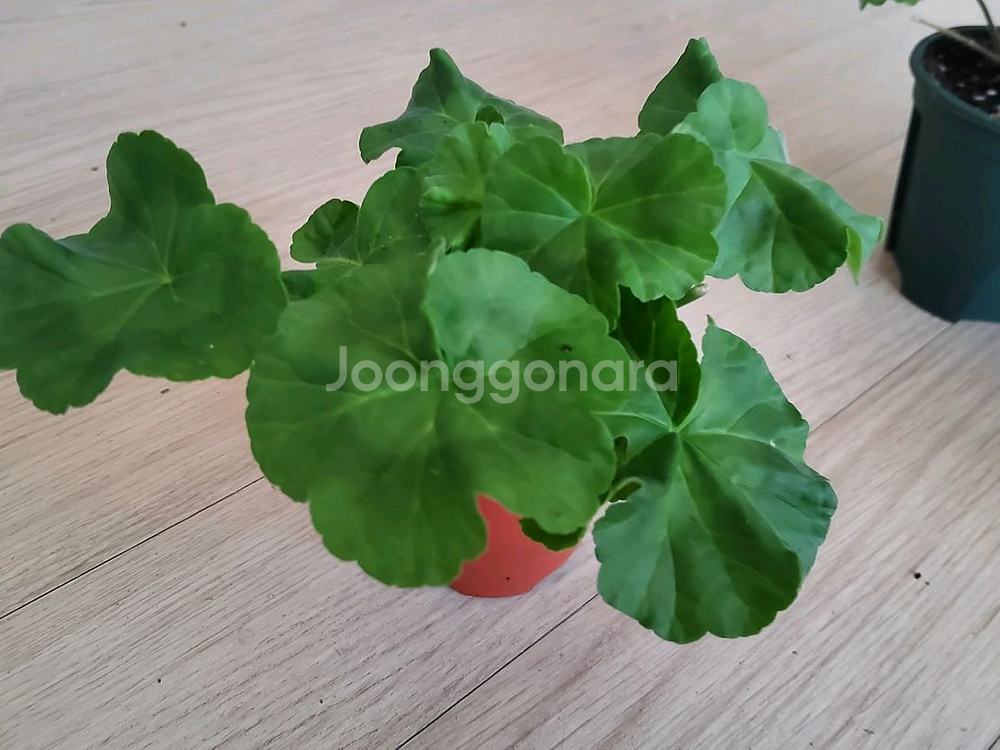 제라늄 개별분양--1