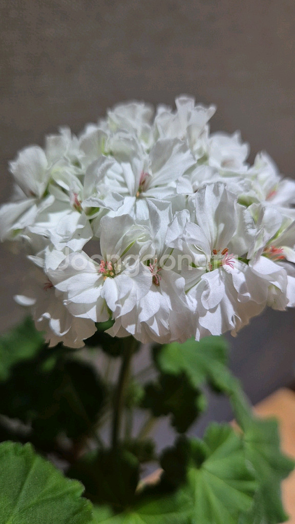 yuz프리실라 제라늄--0