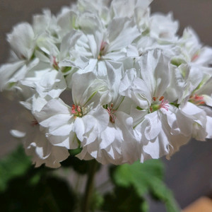 yuz프리실라 제라늄