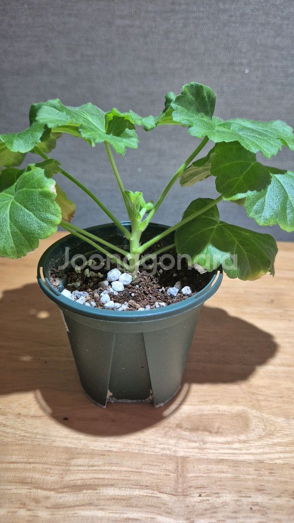 yuz프리실라 제라늄--2