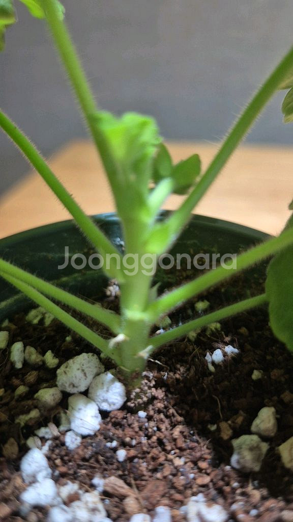 yuz프리실라 제라늄--3