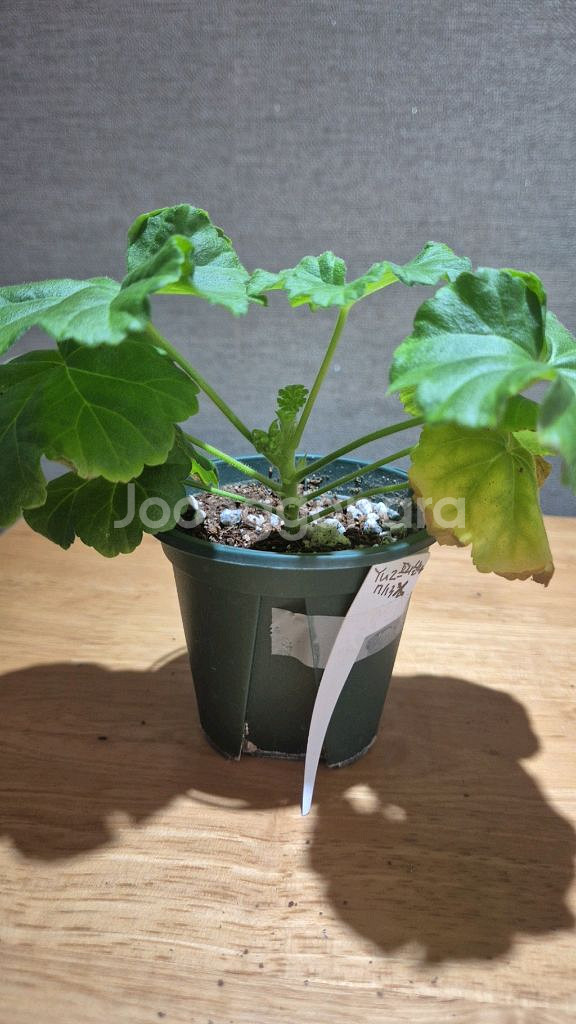 yuz프리실라 제라늄--1