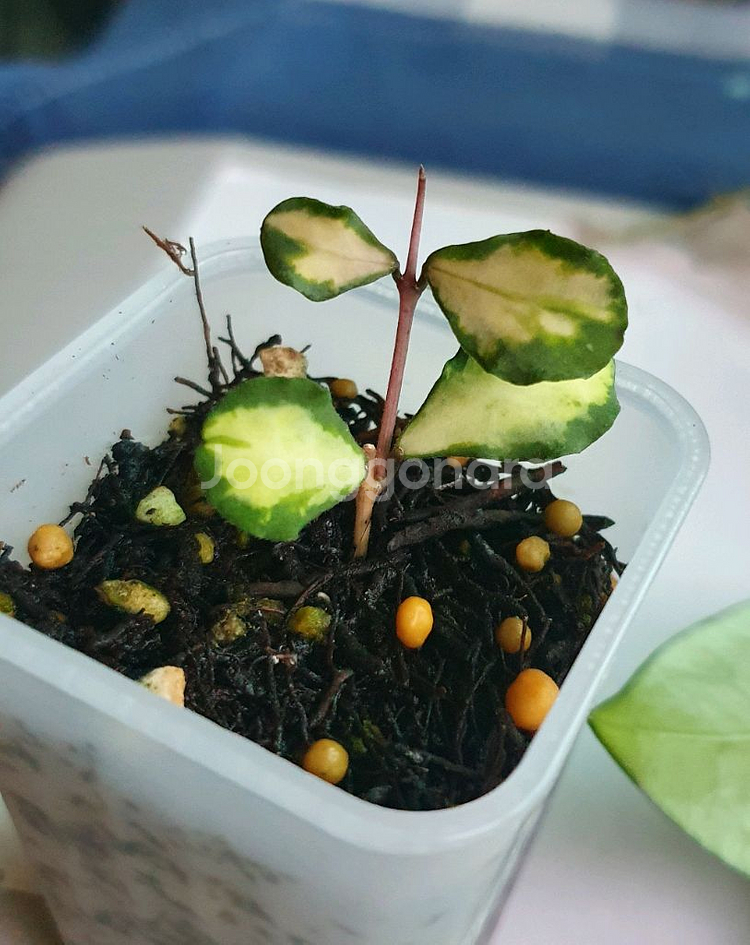 호야 칸야쿠 마리아나 바리에가타--0