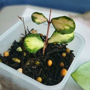 호야 칸야쿠 마리아나 바리에가타