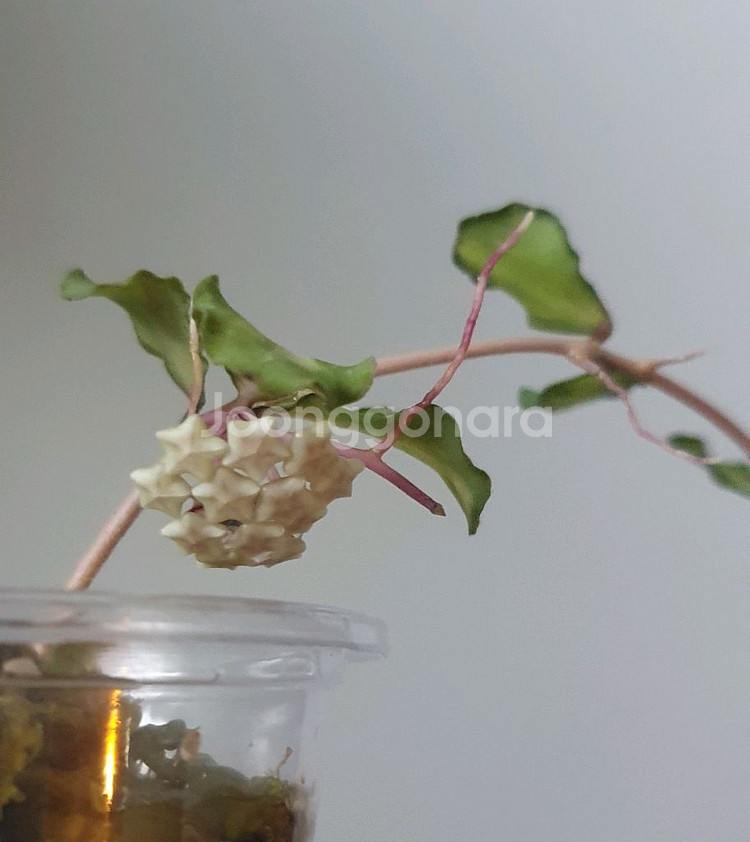 호야 칸야쿠 마리아나 바리에가타--0