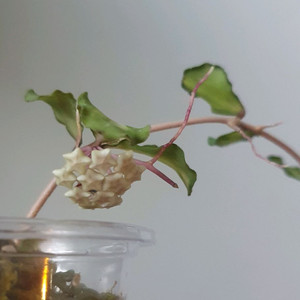 호야 칸야쿠 마리아나 바리에가타