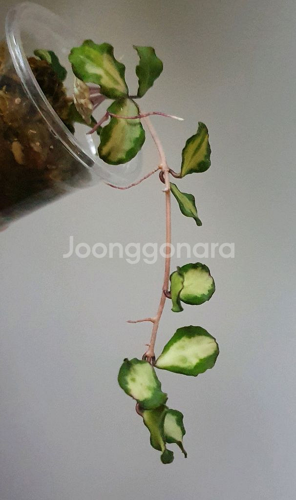 호야 칸야쿠 마리아나 바리에가타--1