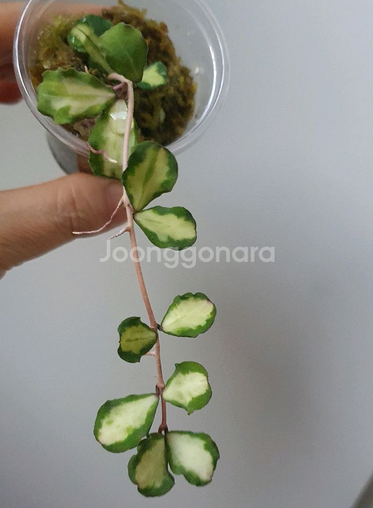 호야 칸야쿠 마리아나 바리에가타--2