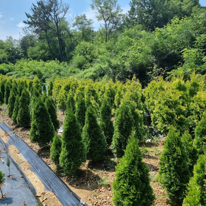 에메랄드 그린/에메랄드 골드/문그로우 *전국배송* 18,000원
