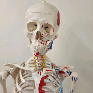 인체 해부학적 모형