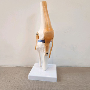 인체 해부학 모형