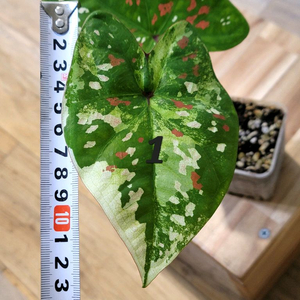 칼라디움 억만장자 무늬좋은