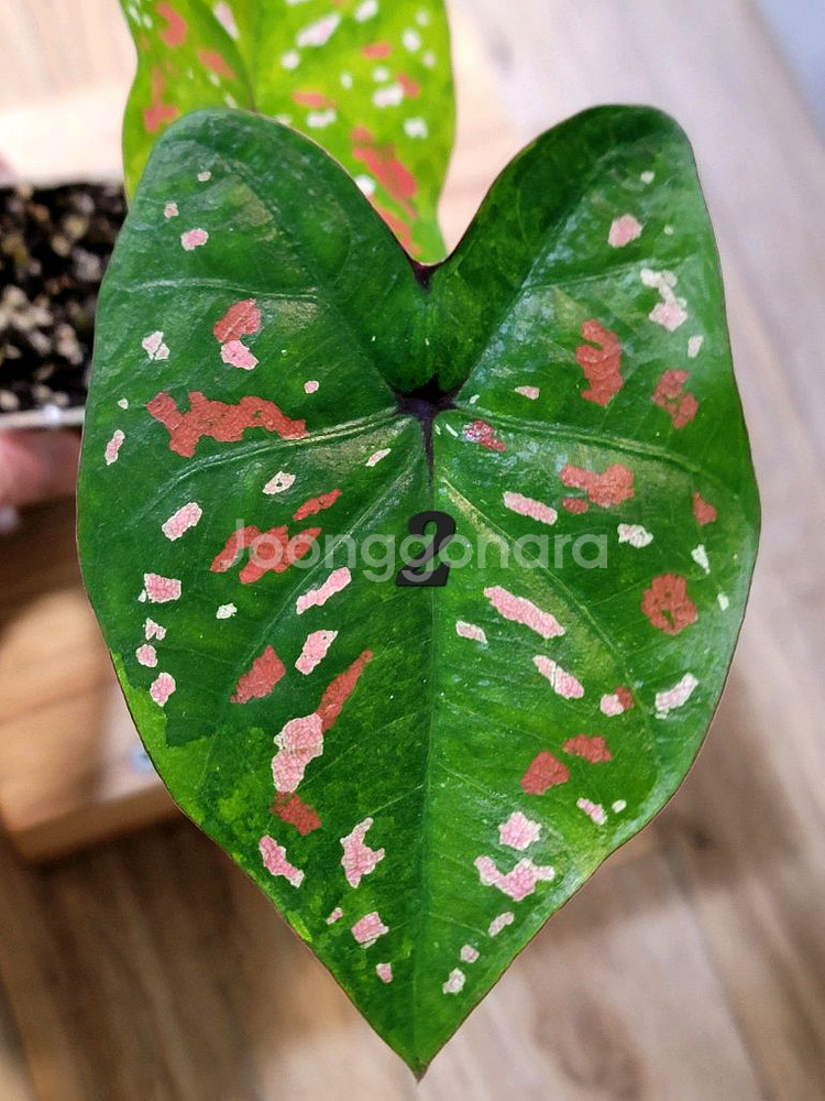 칼라디움 억만장자 무늬좋은--2