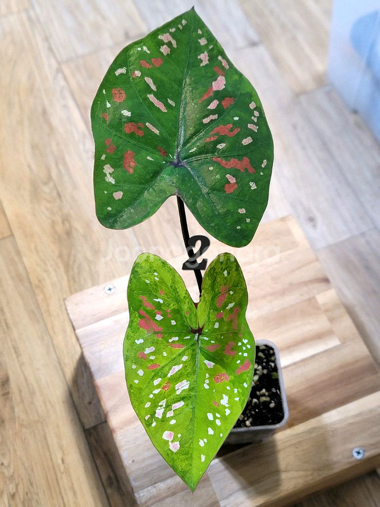 칼라디움 억만장자 무늬좋은--3