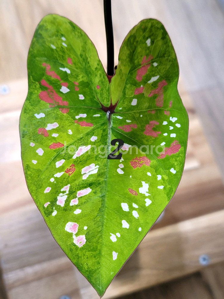 칼라디움 억만장자 무늬좋은--1