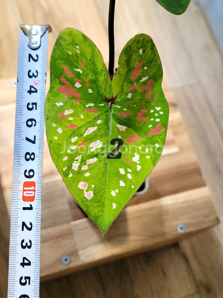 칼라디움 억만장자 무늬좋은--0