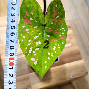 칼라디움 억만장자 무늬좋은