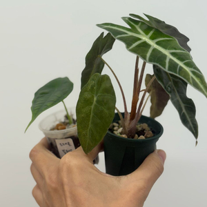 알로카시라 셋트