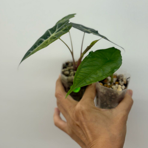 알로카시아 셋트